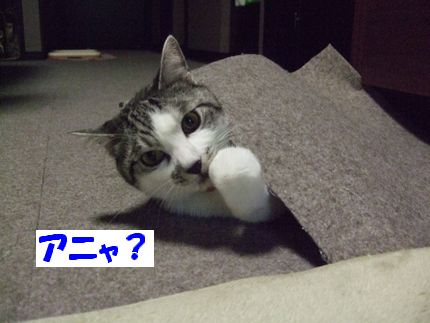 にゃにか