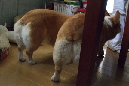 おちり