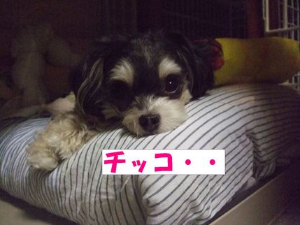 ちっこ