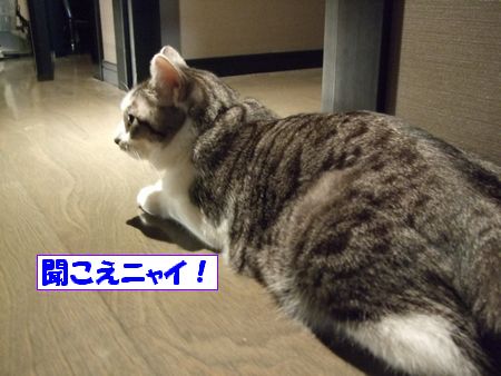 ʹ¤³¤¨¤Ê¤¤