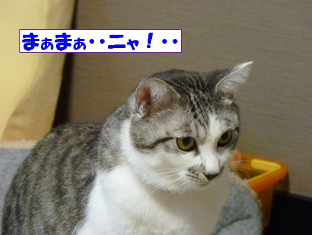 ¤Þ¤¢¤Þ¤¢