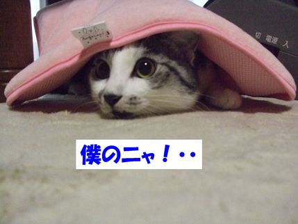 僕の