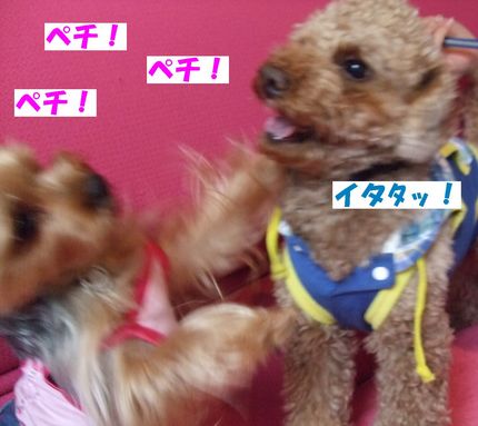 ペチペチ