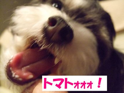 トマトォ