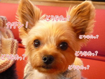 ¥«¥Á¥ó