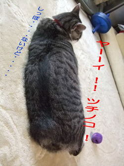 ツチノコ