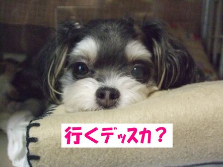行くの?