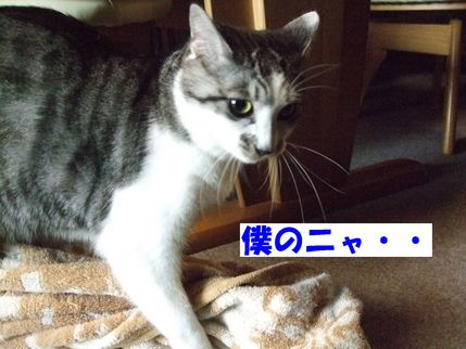 僕の