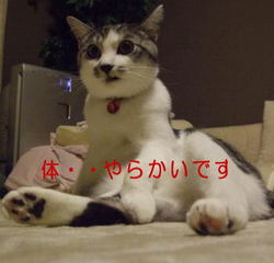 やらかい