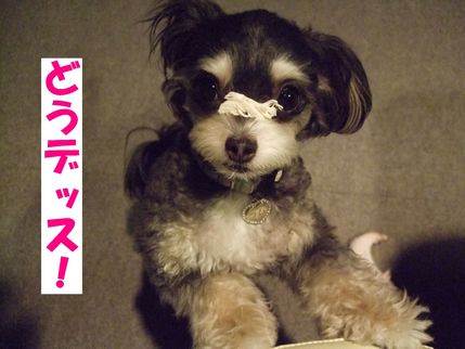 どうです
