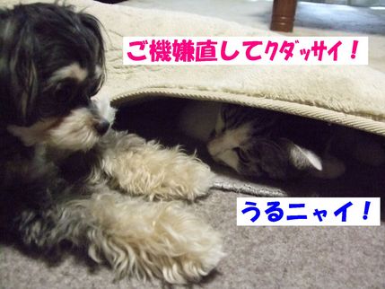 ごめんね