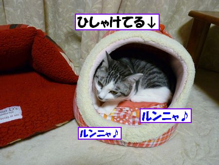 ¤Ò¤·¤ã¤±¤Æ¤ë