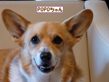 POPO¤Á¤ã¤ó