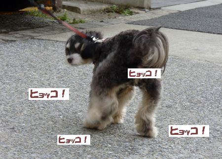 ¥Ò¥ç¥³