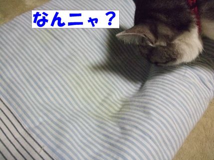 なんにゃ