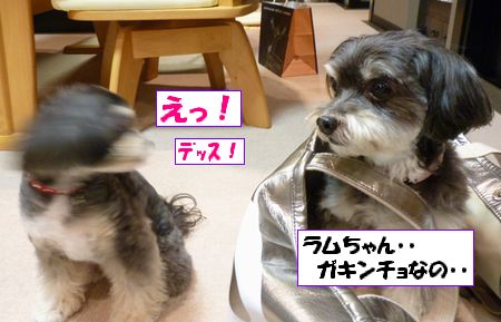 ¥¬¥¥ó¥Á¥ç