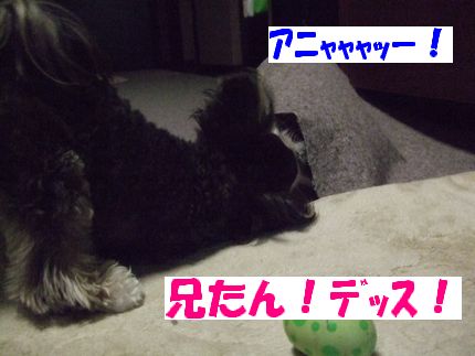 にいたん