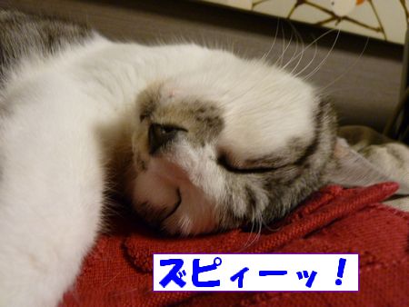 zzzz