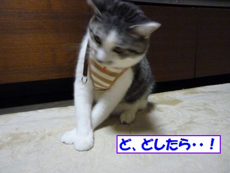 ¤É¤·¤¿¤é