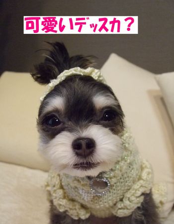 可愛い?