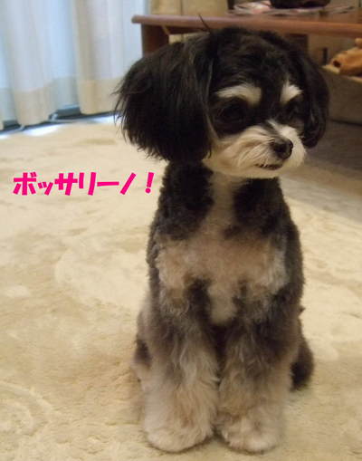 �ܥ��꡼��