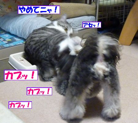 ¥«¥×