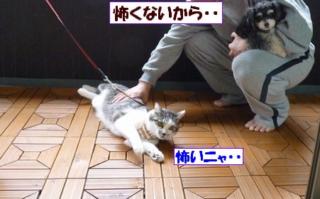 Éݤ¯¤Ê¤¤¤è