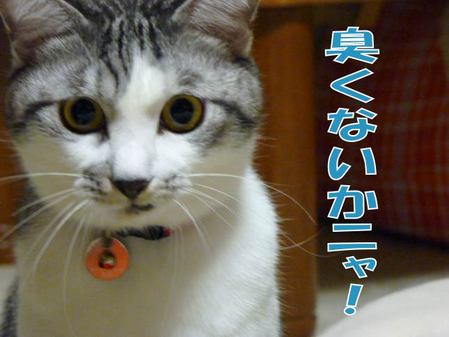 ¤¯¤µ¤¯¤Ê¤¤