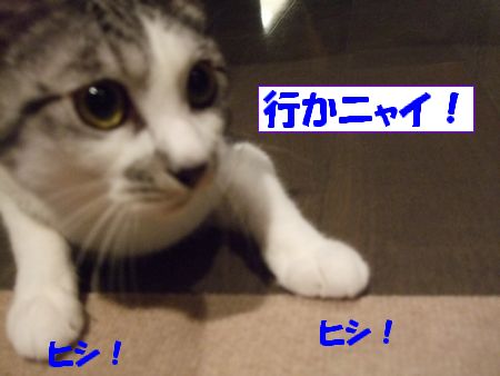 ¹Ô¤«¤Ê¤¤