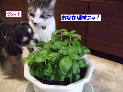 おなか