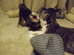 �ʤˤ�