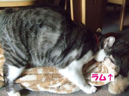 がお