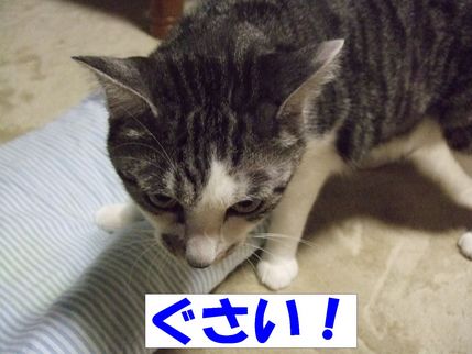 臭い