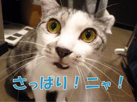 ¤µ¤Ã¤Ñ¤ê