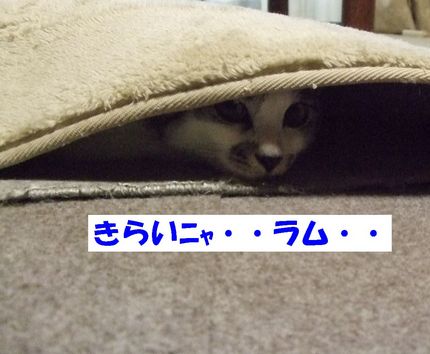 きらい
