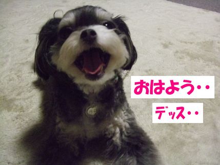 おはよう