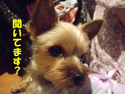ʹ���Ƥ롩