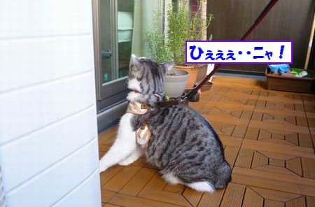 ¤Ò¤§¤§¤§