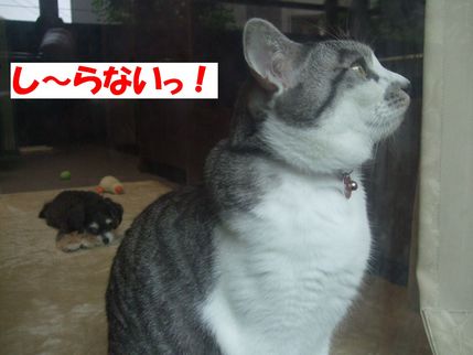 しらない