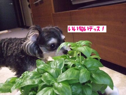 いい香
