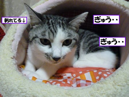 ¤®¤å¤¦¤®¤å¤¦