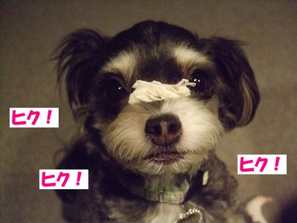 ヒクヒク