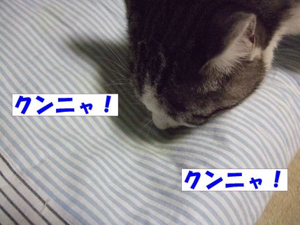 くんくん
