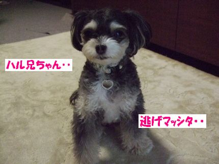 逃げた
