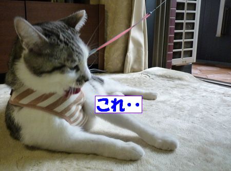 ¤³¤ì