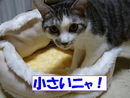 ¾®¤µ¤¤