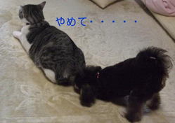 やめてよ
