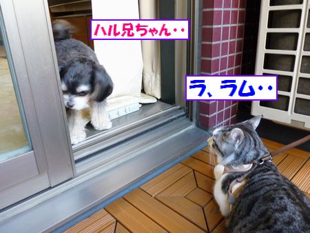 ¥Ï¥ë·»¤Á¤ã¤ó