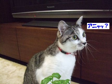 あにゃ