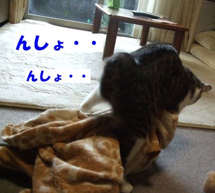 んしょ